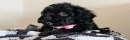 Cavapoochon dogs for sale: Extensively Tested Cavapoochons Fully Vaccinated  - Advert 23