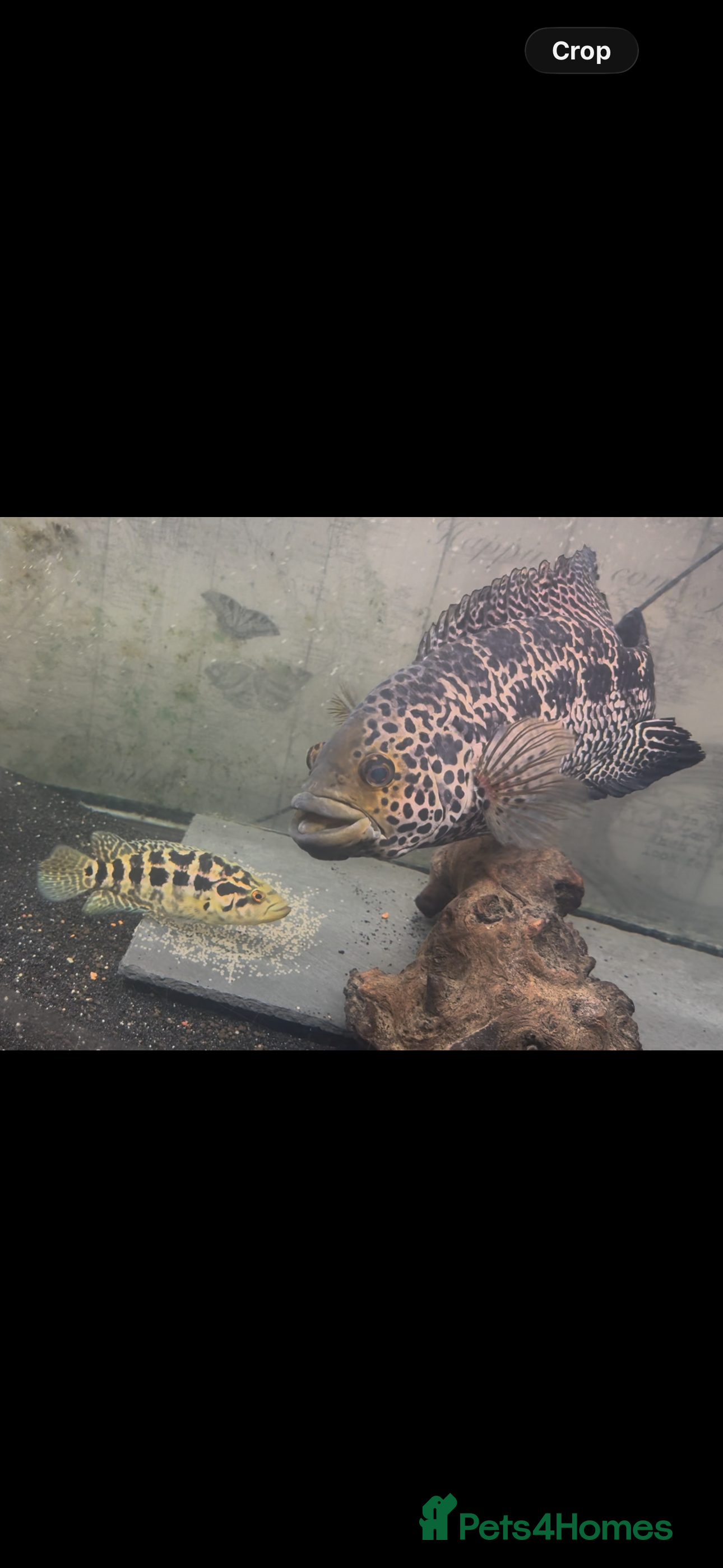 Cichlids fish 12 inch male jaguar cichlid  - Advert 3