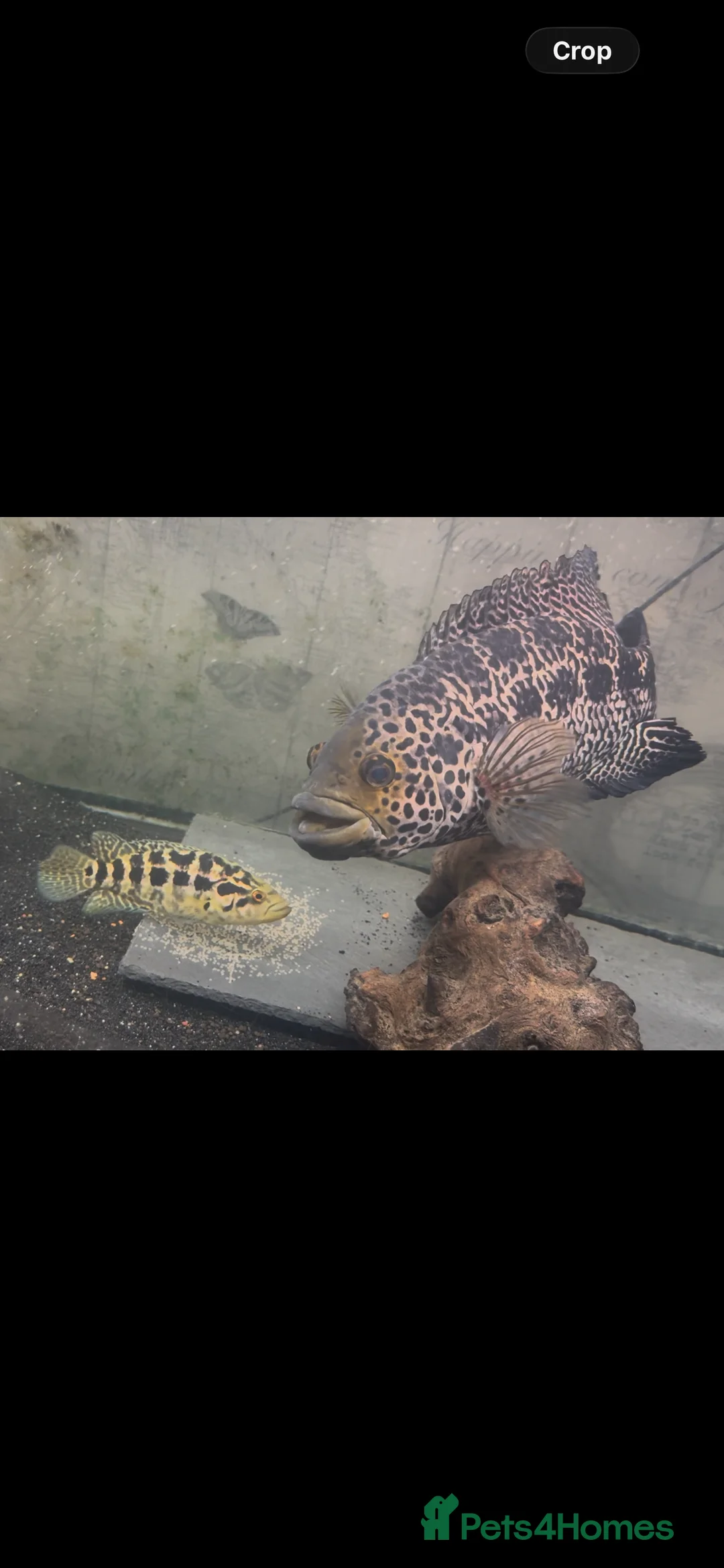 Cichlids fish for sale: 12 inch male jaguar cichlid  - Advert 1