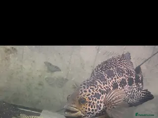 Cichlids fish 12 inch male jaguar cichlid - Advert 1