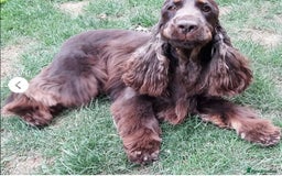 Cocker Spaniel dogs for sale: Top quality fully health tested show cocker pups - Image 6