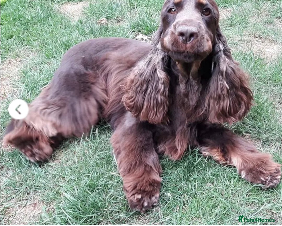 Cocker Spaniel dogs for sale: Top quality fully health tested show cocker pups - Image 6