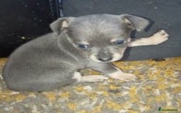 Chihuahua dogs for sale: 2 stunning blue Chihuahua girls  - Image 4