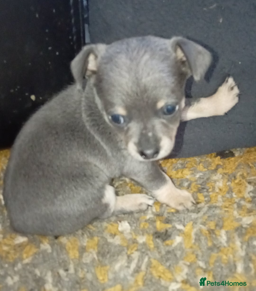 Chihuahua dogs for sale: 2 stunning blue Chihuahua girls  - Image 4
