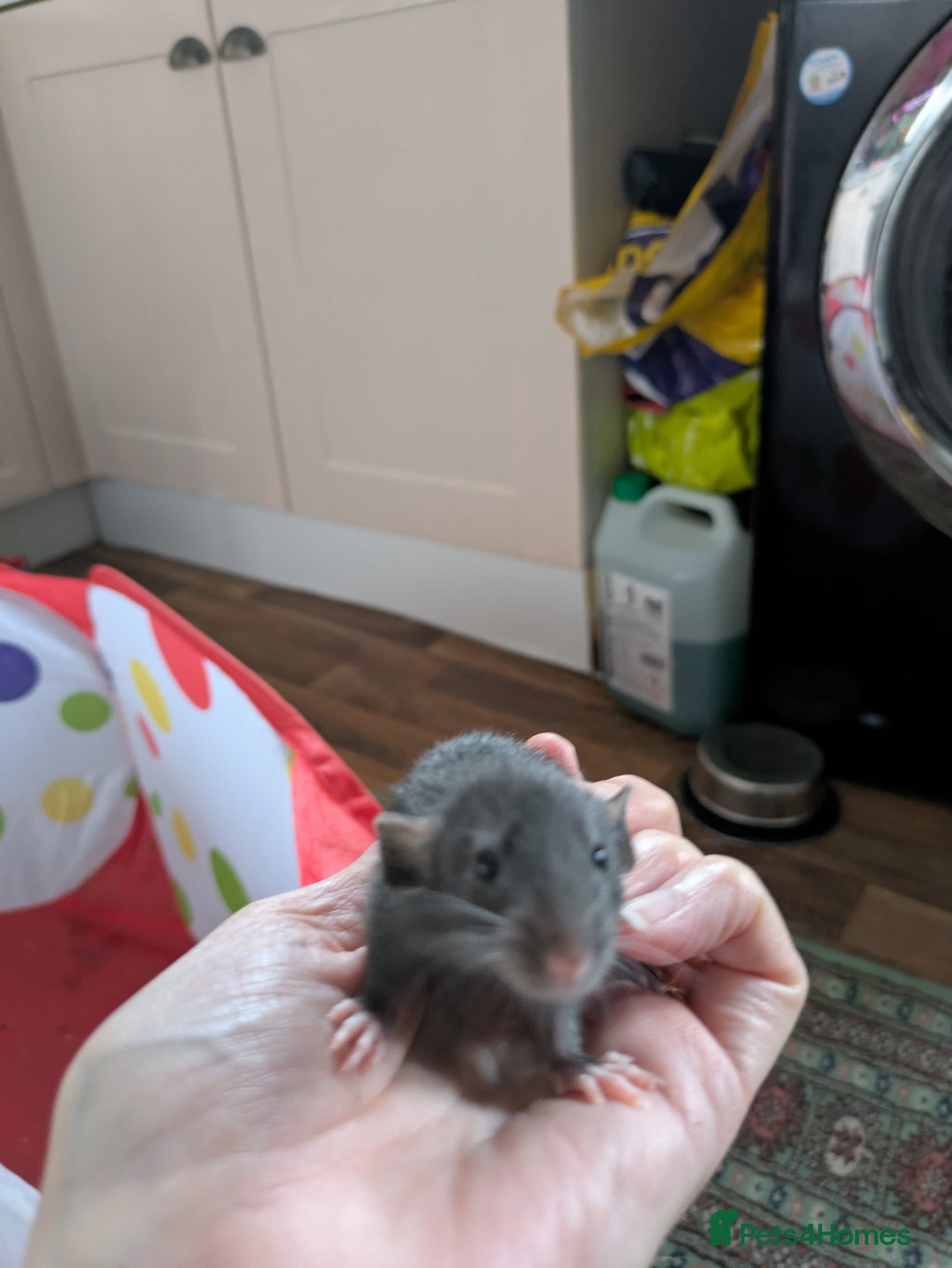 Rat rodents for sale: Dumbo rats - Image 4