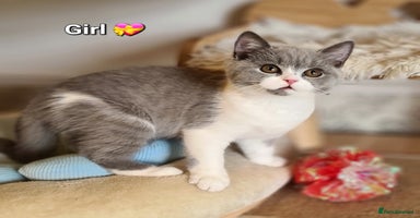 British Shorthair cats - Advert 14