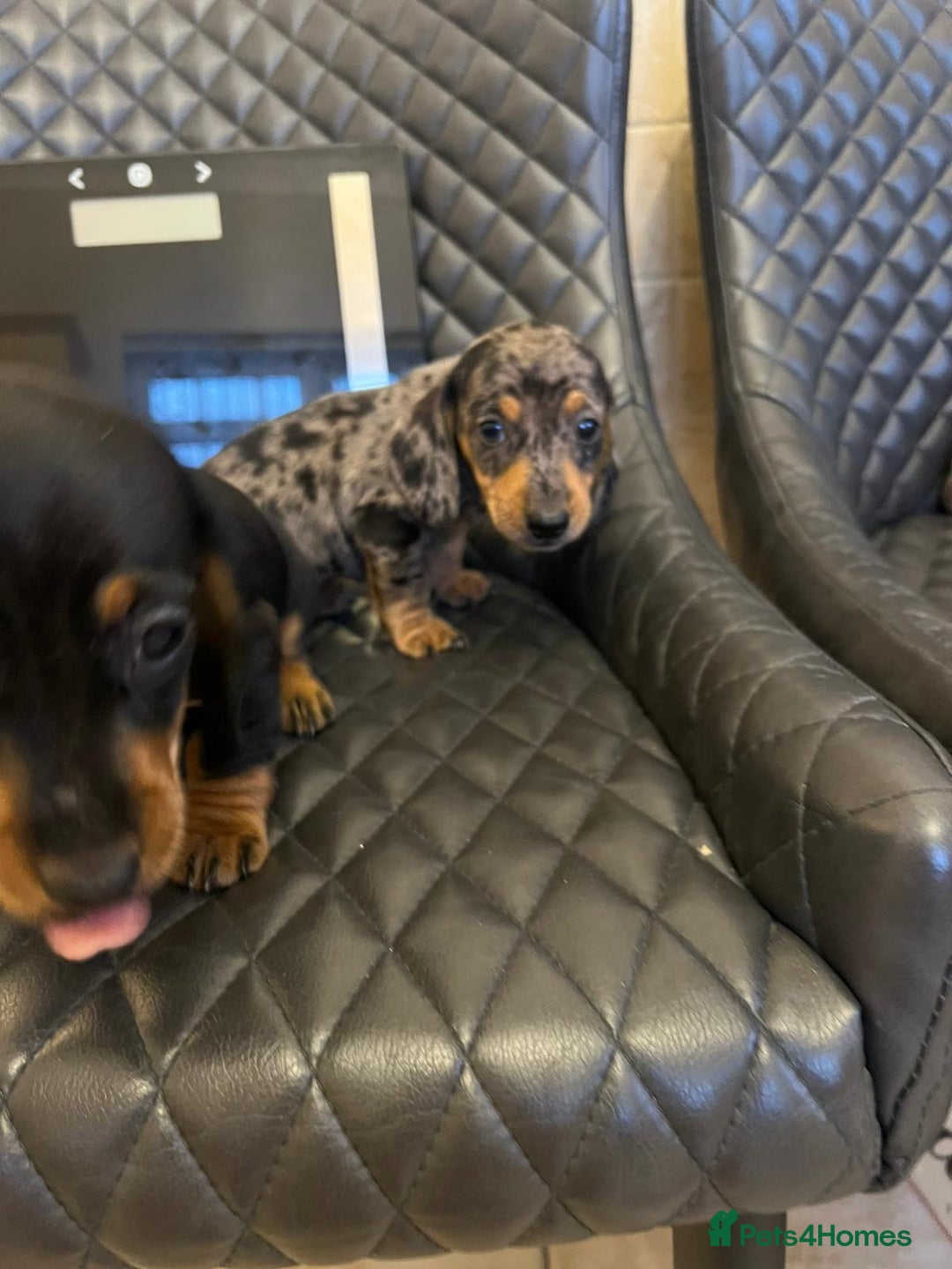 Dachshund dogs for sale: Dachshund puppies  - Advert 19