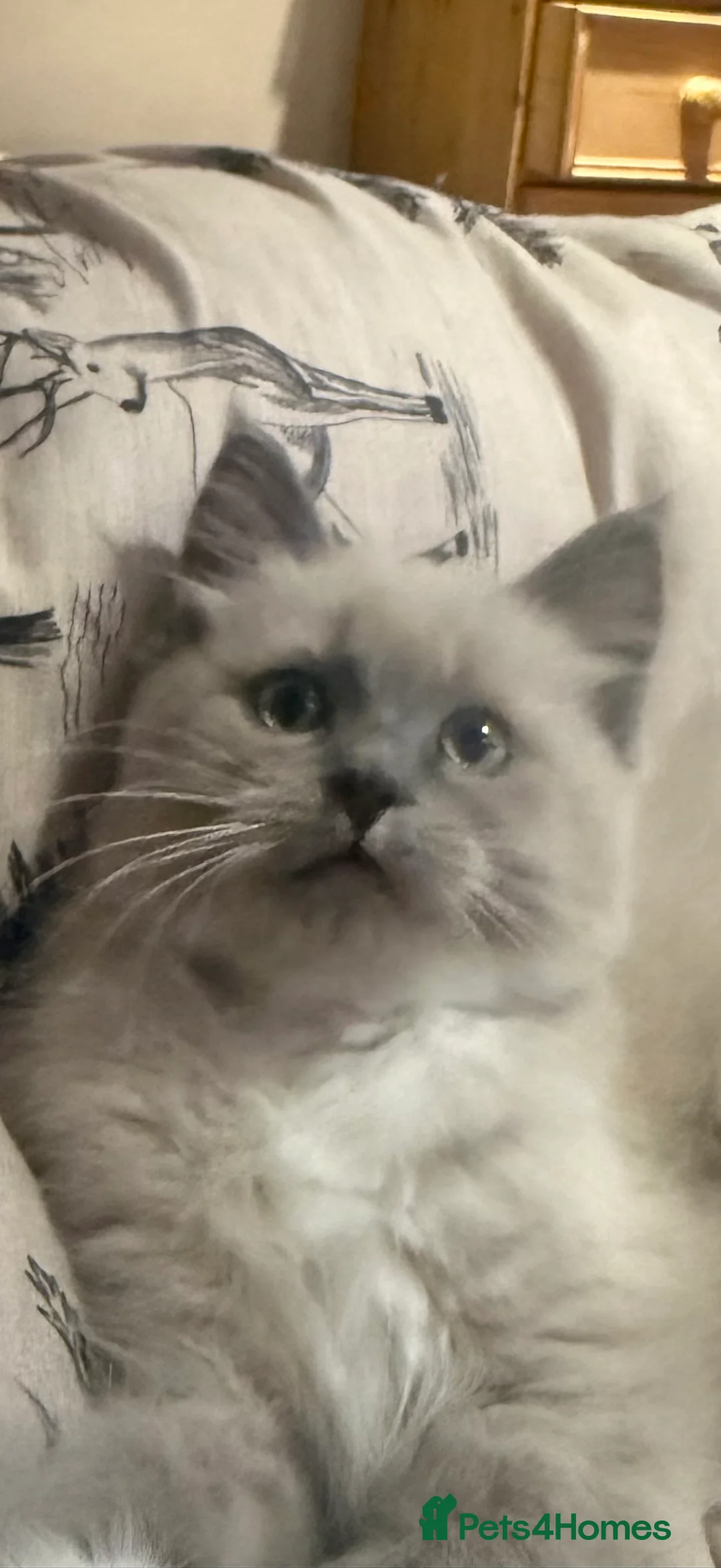Ragdoll cats for sale: Fully vaccinated, vet checked V cuddly Ragdoll boy - Advert 17