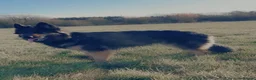 German Shepherd dogs for sale: 10 beautiful German shepherd pups. - Advert 11