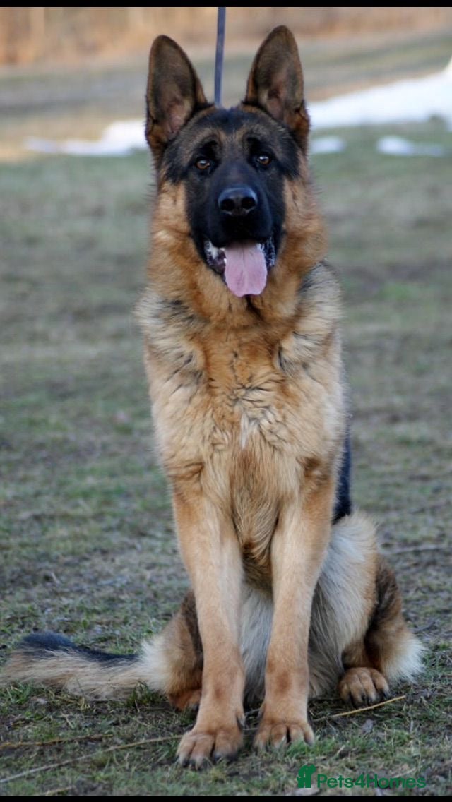 German Shepherd dogs for sale: Beautiful German Shepherd Pups  - Advert 5