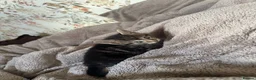Mixed Breed cats for sale: mixed tabby kittens - Advert 6