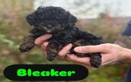 Cavapoo dogs for sale: 2 adorable male Cavapoo Puppies ! 🐾 - Image 4