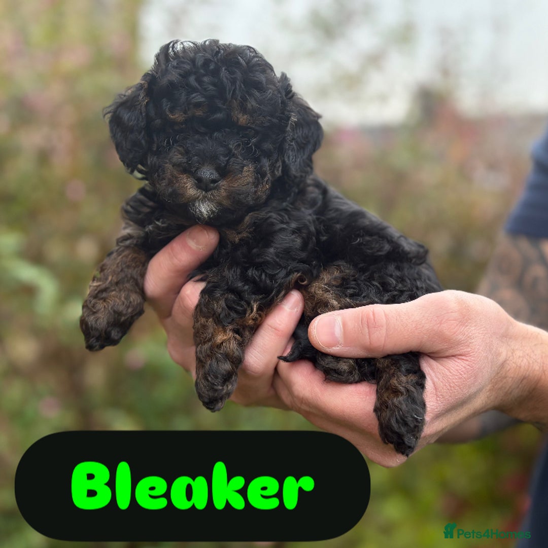 Cavapoo dogs for sale: 2 adorable male Cavapoo Puppies ! 🐾 - Image 4