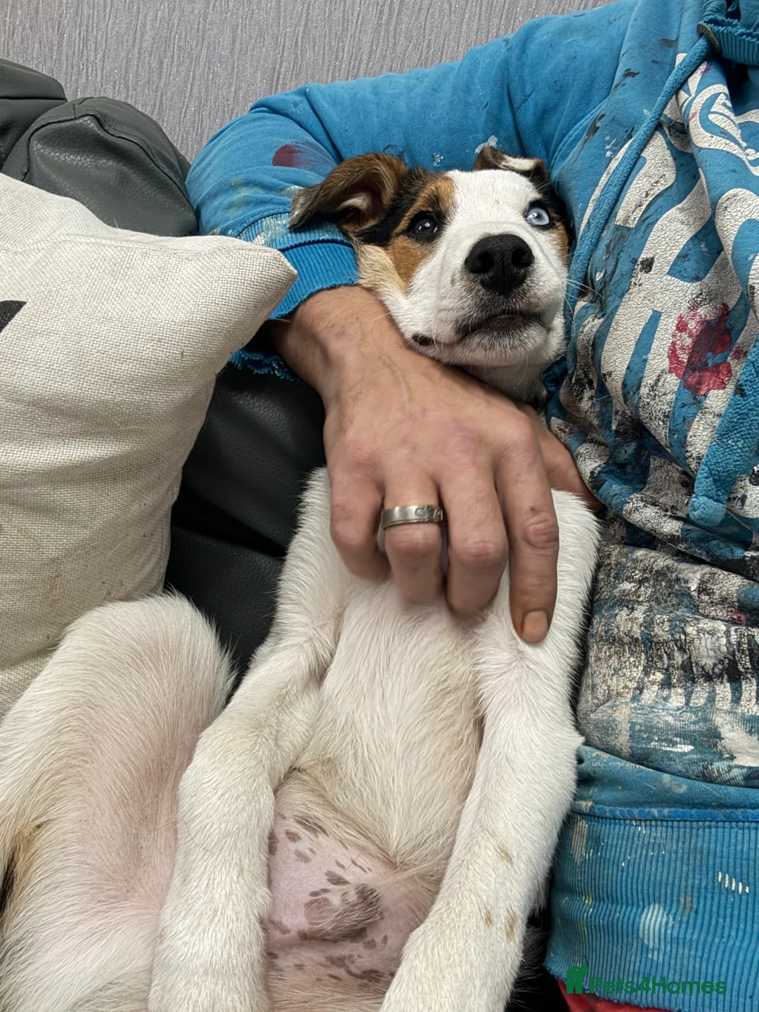 Border Collie dogs for sale: Border collie ( with part spaniel ) - Advert 1