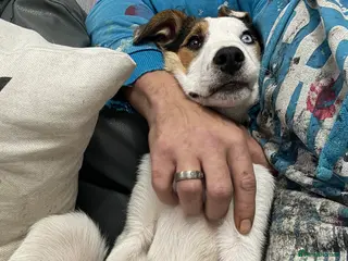 Border Collie dogs Border collie ( with part spaniel ) - Advert 1