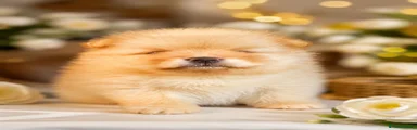 Pomeranian 1 Robbie