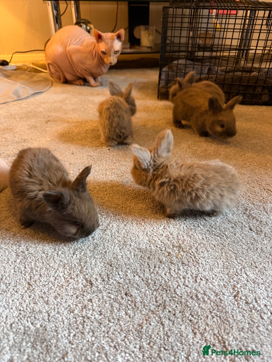 Angora rabbits for sale: Beautiful baby angora rabbits available  - Advert 2