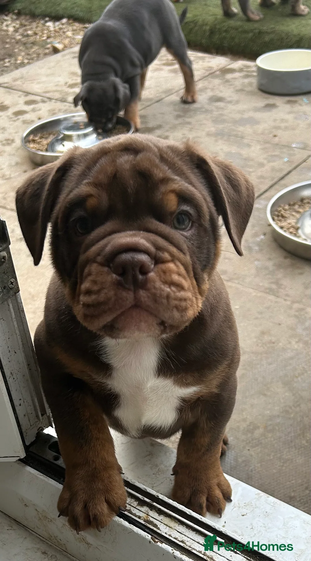 Olde English Bulldogge dogs for stud: 💥olde English bulldogge stud💥 in Rotherham - Advert 24