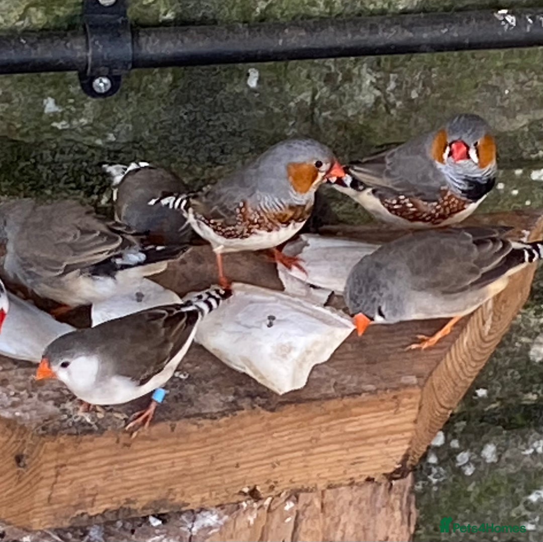 Canaries birds for sale: Fife Canaries and zebra finches for sale - Image 1