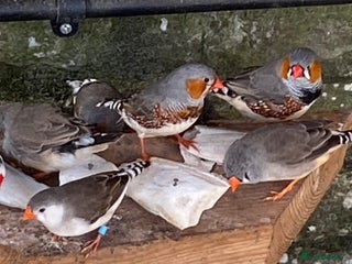 Canaries birds - Advert 26