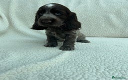 Cocker Spaniel dogs for sale: KC Reg Show Cocker Spaniels - Image 9