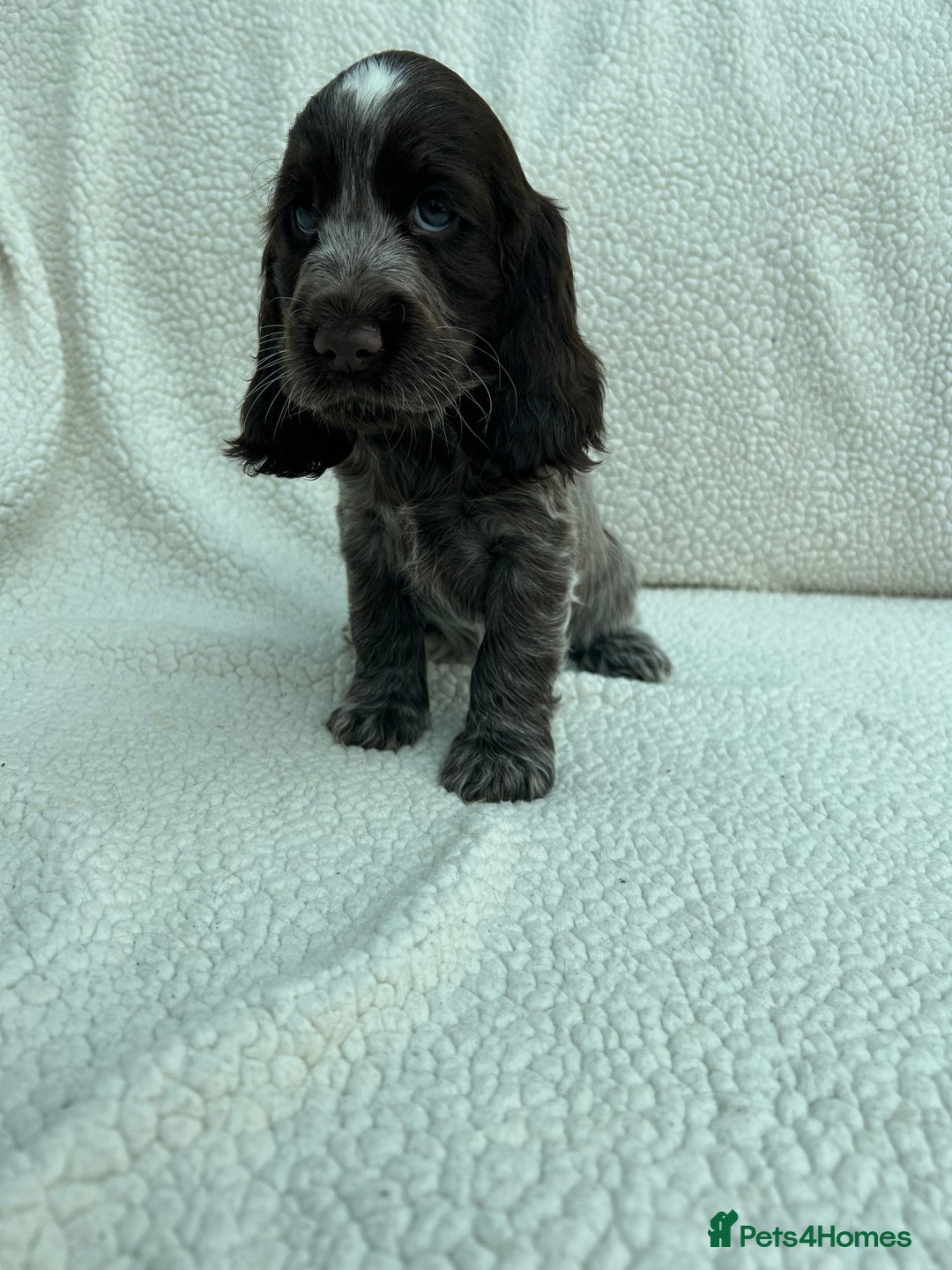 Cocker Spaniel dogs for sale: KC Reg Show Cocker Spaniels - Image 9