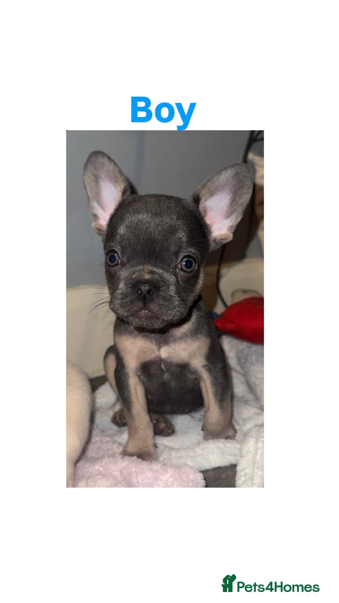 French Bulldog dogs for sale: REDUCED! French Bulldog puppies - Advert 8