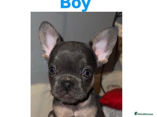 French Bulldog dogs Ready Now! French Bulldog puppies - Advert 5