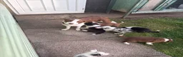 Border Collie dogs for sale: Excellent Border Collie Puppies  in Buxton - Advert 1