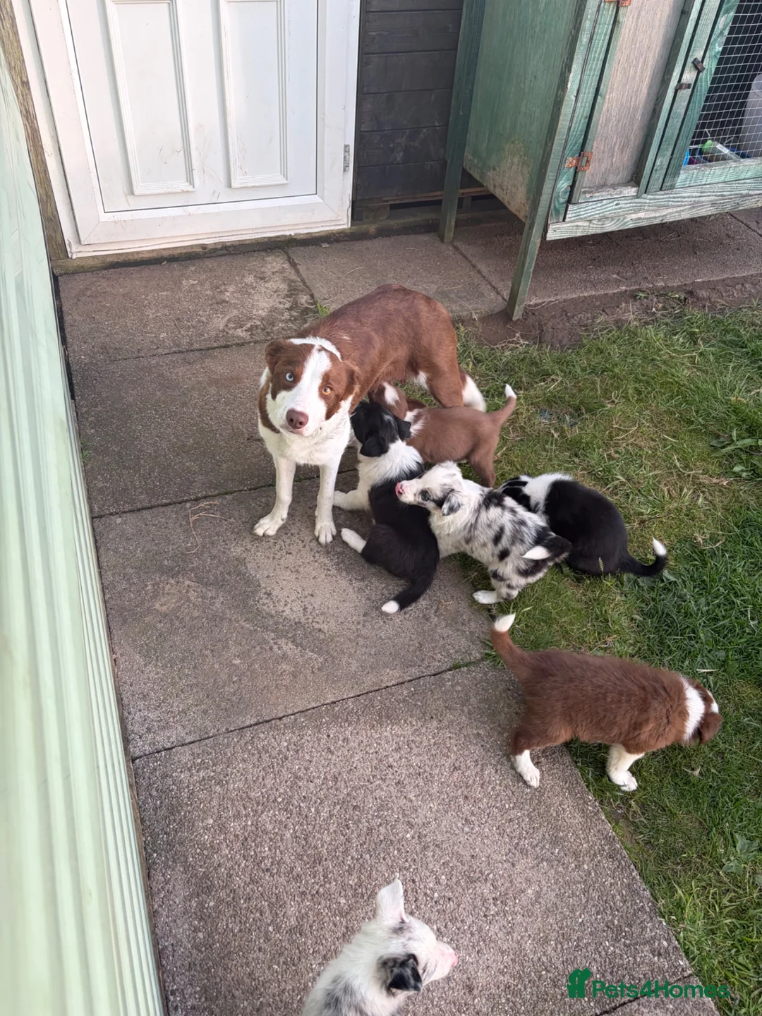 Border Collie dogs for sale: Excellent Border Collie Puppies  in Buxton - Advert 1