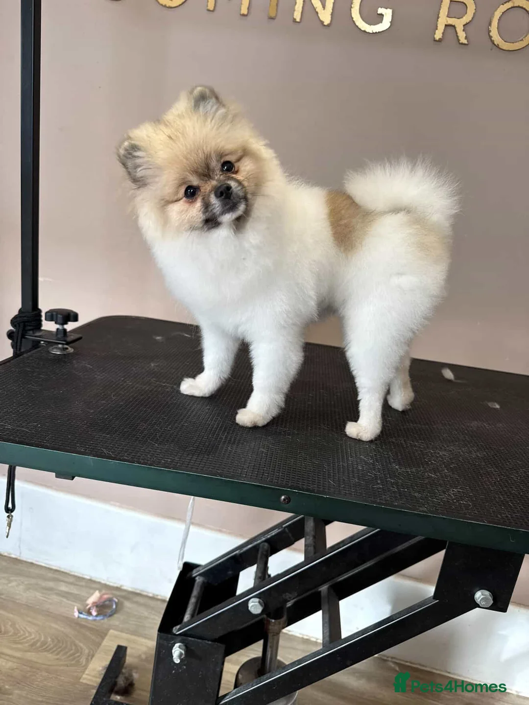 Pomeranian dogs for sale: Pomeranian girl  - Advert 1