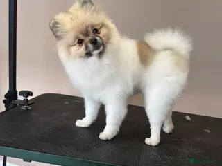 Pomeranian dogs Pomeranian girl - Advert 8