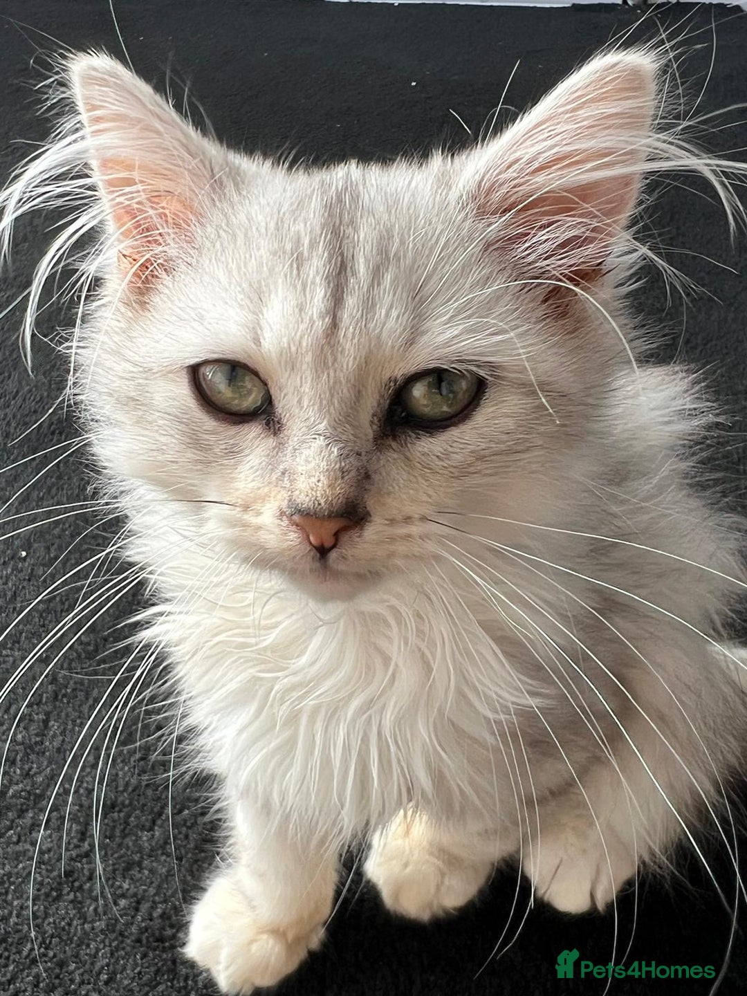 Siberian cats for sale: Adorable Siberian Kitten - Image 4