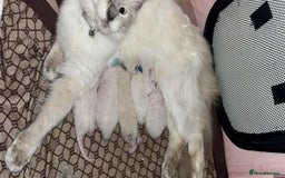 Ragdoll cats for sale: Beautiful Ragdoll kittens - Image 3