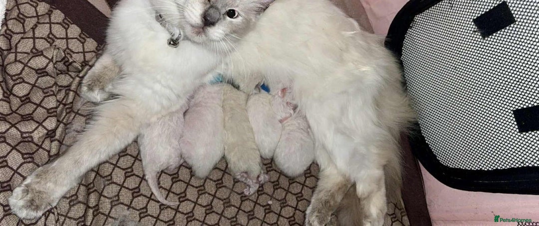 Ragdoll cats for sale: Beautiful Ragdoll kittens - Image 3