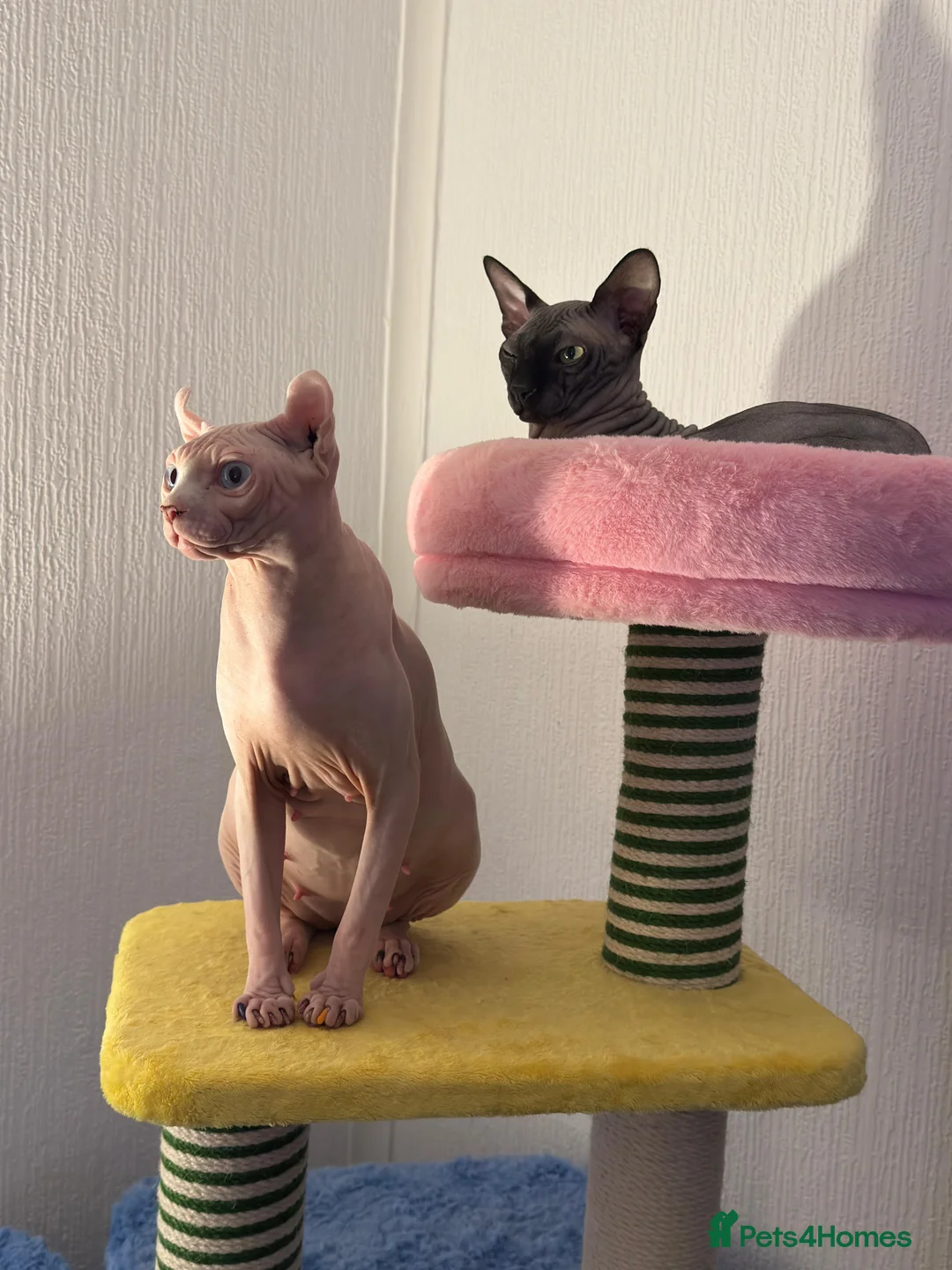 Sphynx cats for sale: Sphynx Kittens - Advert 6