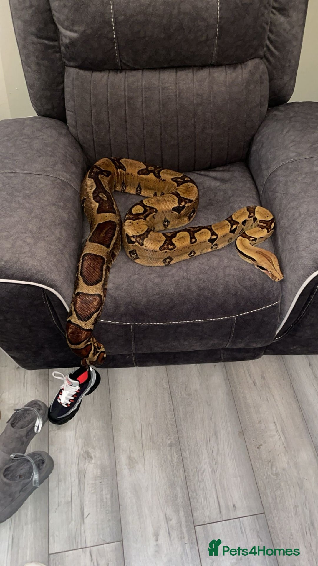 Boa Snake reptiles for sale: Boa Forsale  - Advert 2