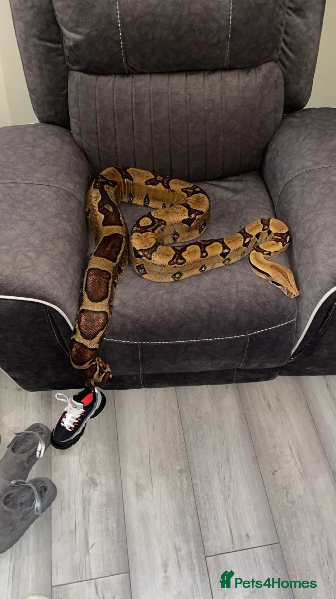 Boa Snake reptiles for sale: Boa Forsale  - Advert 2