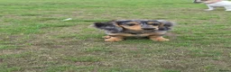 Miniature Dachshund dogs for sale: Beautifully striking long haired silver dapple 🩷  - Advert 9