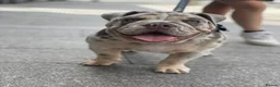 English Bulldog dogs for stud: English Bulldog Stud – Fully Health Tested - Advert 5