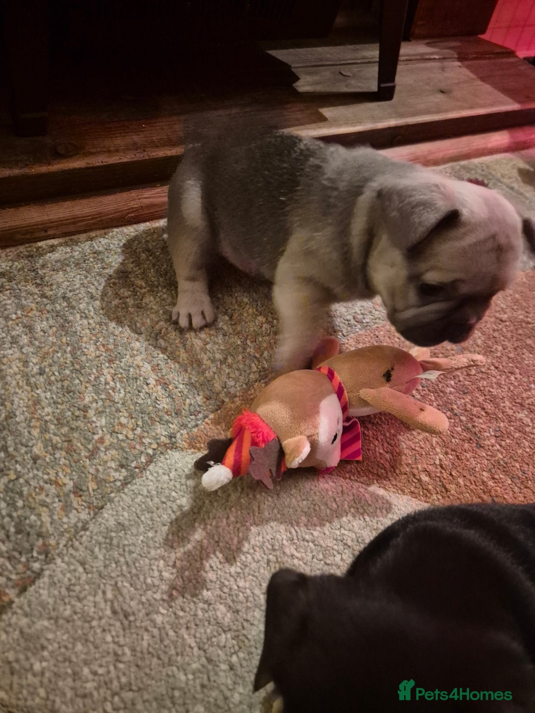 French Bulldog dogs for sale: French Bulldog Puppies - Advert 5