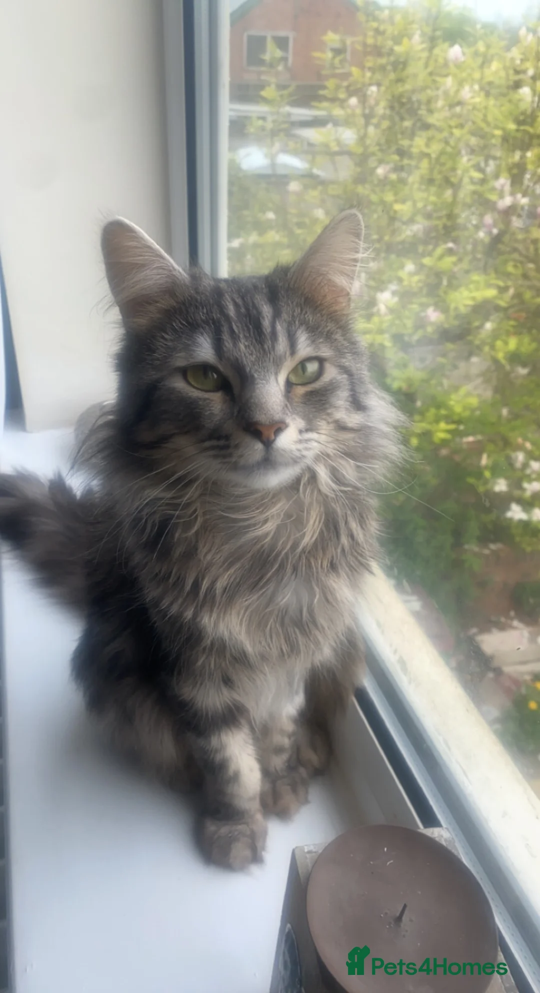 British Longhair cats for sale: Male Long haired mixed breed  - Advert 11