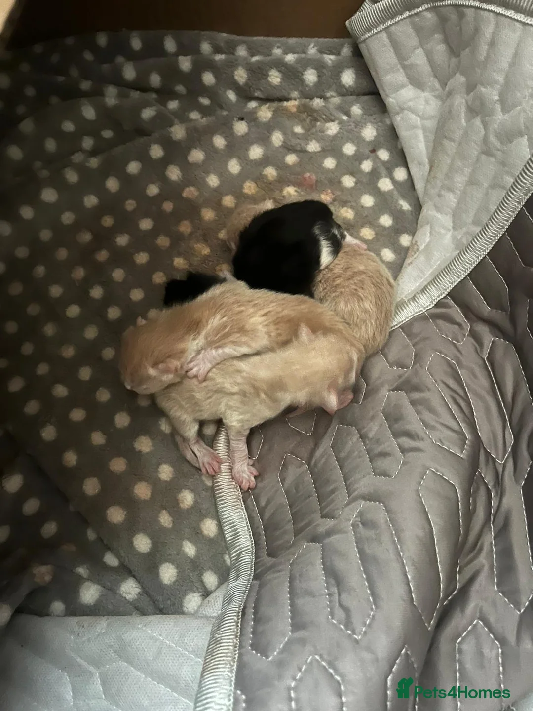 Domestic Shorthair cats for sale: Happy healthly gorgeous kittens - Advert 34