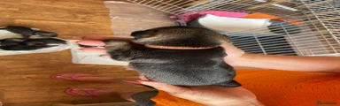 Border Terrier 4