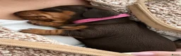 Miniature Dachshund dogs for sale: 🐾 LAST BOY LEFT - adorable miniature dachshund 🐾 - Advert 24