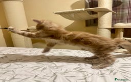 Maine Coon cats for sale: Last Ginger Boy Pure Mainecoon! - Image 19