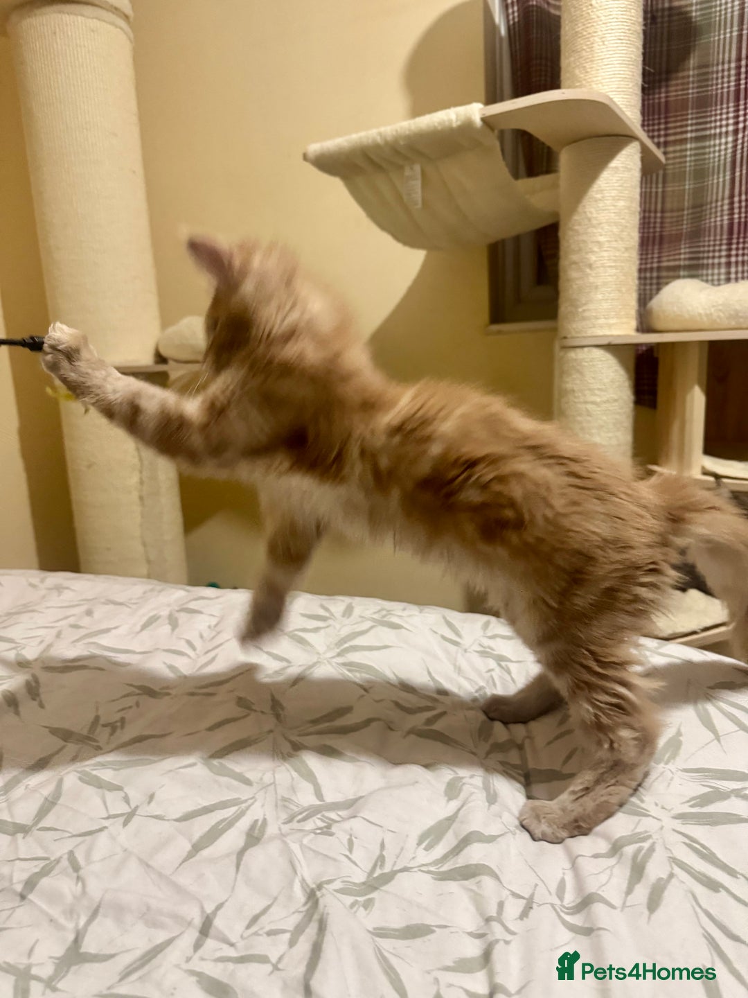 Maine Coon cats for sale: Last Ginger Boy Pure Mainecoon! - Image 19