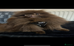 Pomeranian dogs for stud: Amazing Teddy bear chocolate boy for stud 🥰 - Image 13