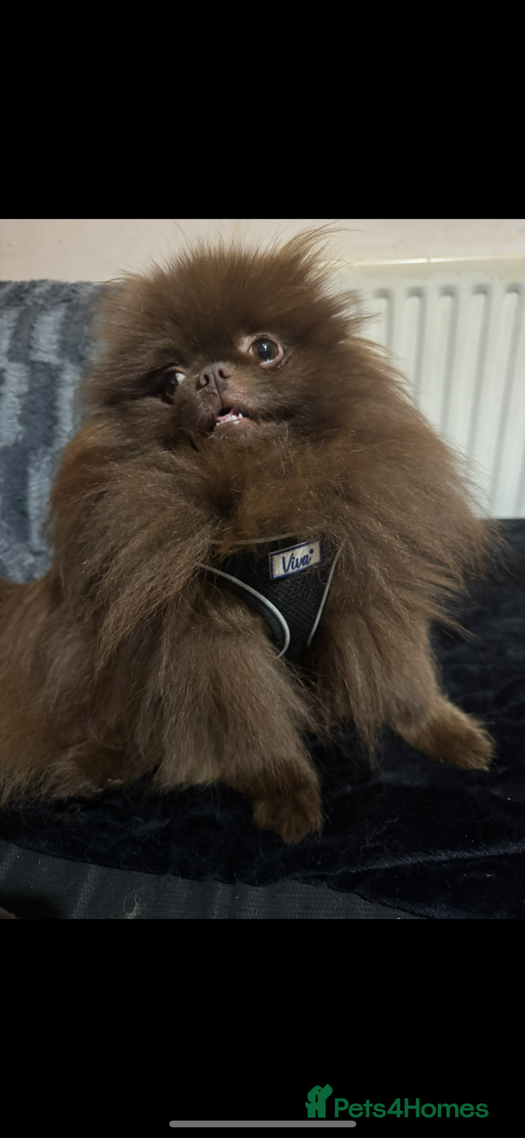 Pomeranian dogs for stud: Amazing Teddy bear chocolate boy for stud 🥰 - Image 13