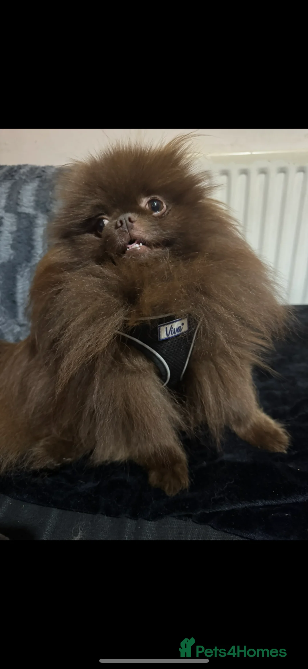 Pomeranian dogs for stud: Amazing Teddy bear chocolate boy for stud 🥰 - Advert 13